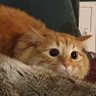 Primajulia's profile picture. 