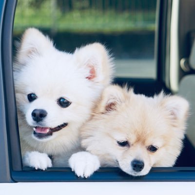 たま&りんさんのプロフィール画像