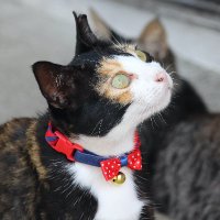 青島猫を支援する会-青島・島民15人猫100匹以上の島- (@aoshima2020) Twitter profile photo