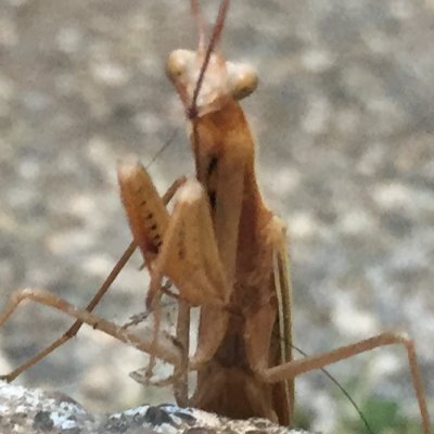 OnesieTight's profile picture. Pureblood. Defund the Police State! No amnesty for COVID coercion End all confiscation of wealth. When do I get to enjoy all that "privilege" they say I have?