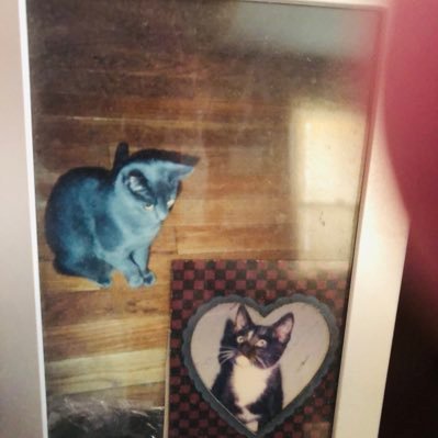 Love cats 🐱R.I.P. Harry🌈Gabriella 🌈Cosmo🌈Amelia 🌈 Sophia🌈and Phoebe 🌈 Lucie Loo🌈
