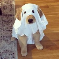 Ghost Dog(@JeetoCheesus) 's Twitter Profileg