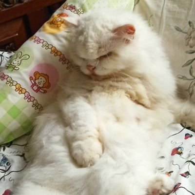 ppkt_pkst's profile picture. 