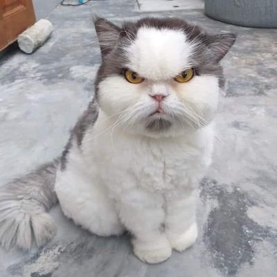 gakpunyamau's profile picture. - absurd... dibilang ganteng enggak dibilang jelek hampir...
- Pernah ditinggal pas lagi sayang2nya
- Pernah dibilang kita adik kakak an aja ya #programfolback