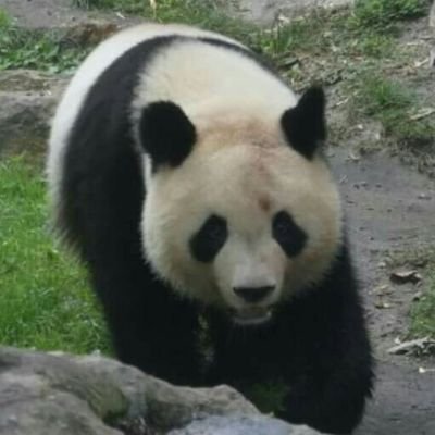 Yuan  Meng  huanlili & yuandudu 

A jamais les premier 

Allez l'Espagne

Allez les Bleues

Allez Stade Rochelais