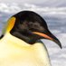 Polar Observer (@polarobs) Twitter profile photo Polar Observer (@polarobs) Twitter profile photo