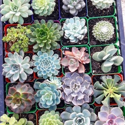 Un espacio para aprender como cuidar tus plantitas 🌸🌵☘️🌿