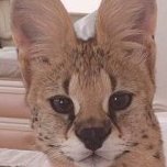 ♡ Cat ♡さんのプロフィール画像