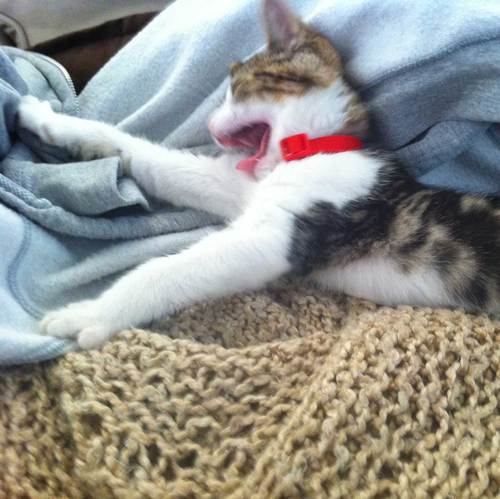 ZarifTheCat's profile picture. I'm a cat, currently about 9 months old. My parents adopted me from a shelter and post the cute things I do.