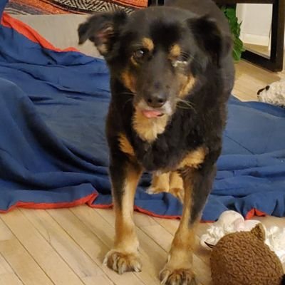 BericDogdarrion's profile picture. 