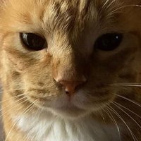 ねこねこランド🐈 (@2bwqy1pzufbfbva) Twitter profile photo