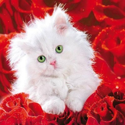 vikesia2's profile picture. Married