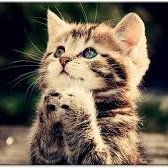 cat_prayer's profile picture. 