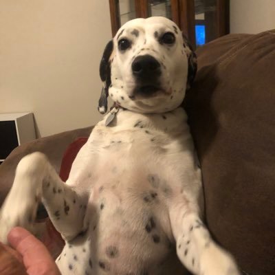 CrinoRon's profile picture. 