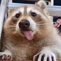 LilTwigJig (@jigtwig) 's Twitter Profile