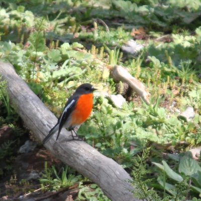 Husband, father, bushwalker, sailor, birdwatcher, 315 ppm CO2