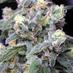 OMGweedfacts (@omgweedfacts) Twitter profile photo OMGweedfacts (@omgweedfacts) Twitter profile photo