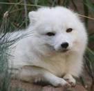 Which fox species is the superior one? Arctic Fox of course! Trying to learn Blender... maybe...