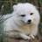 Thefoxdude's profile image