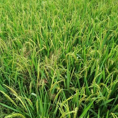 SYromani's profile picture. 