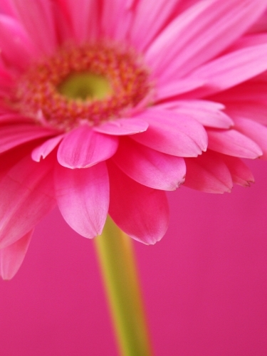 petalsofmacon's profile picture. Never underestimate the power of flowers. With our one-of-a-kind creations, we have something for everyone.