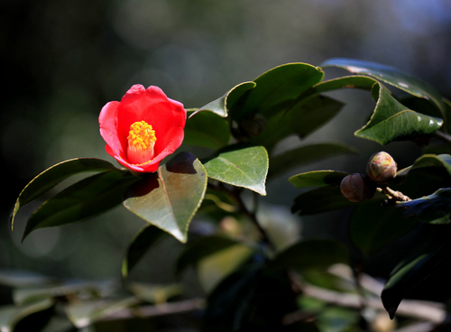 jacky1106's profile picture. 동백아가씨..