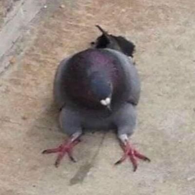 WimmerValentin's profile picture. 