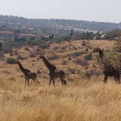 tpmadz's profile picture. Excellence, then is not an act but a habit~Aristotle.