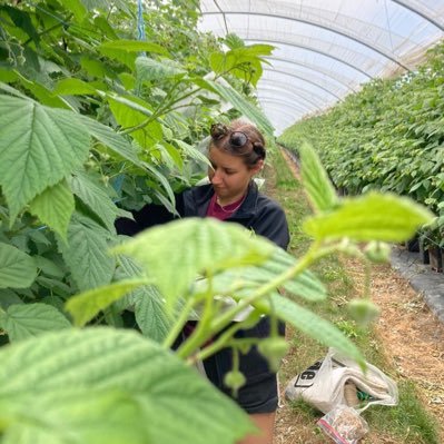 PhD student at UEA studying the requirements of wild pollinators within an agricultural landscape and the value they have for pollination of soft fruits