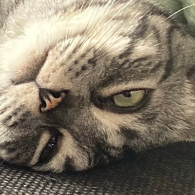 kanazuchicat's profile picture. カナヅチ猫です。 noteで文章を書いています。