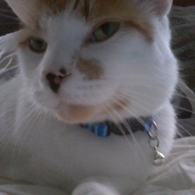 WifiAdvanced's profile picture. UwU