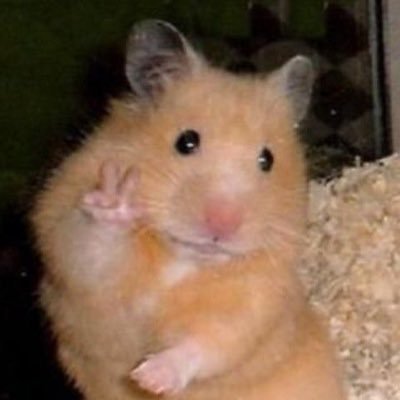 Hiya, in eli, or eliqts! I’m on on Twitter to follow news of the ROBLOX community.