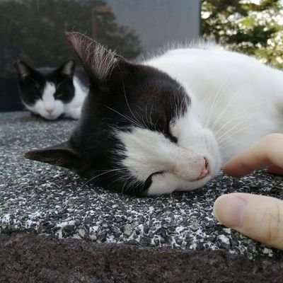 tomoyan252525's profile picture. 