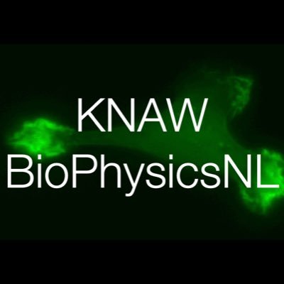 We tweet about biophysics research and news in the Netherlands. Currently controlled by Greg Stephens, associate professor of physics at VU Amsterdam.