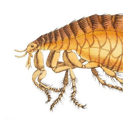 @AngryFleas