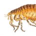 Angry Fleas Profile picture