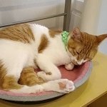 tir_a3_isu12's profile picture. 集団ストーカーのない平和な世の中を願う猫好きです。
🐈️🐈️🐈️
