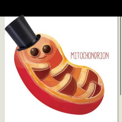 #Mitochondria4Prez I am the powerhouse of the cell, but can also be your president ! i convert your food to energy that can be used ! i am vital to survive.