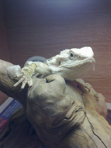 Reptile keeper in London, UK. I used to breed bearded dragons, now I keep terrapins and a Bosc's Monitor