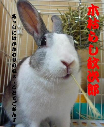 うさぎパパ Usagipa2 Twitter うさぎパパ Usagipa2 Twitter