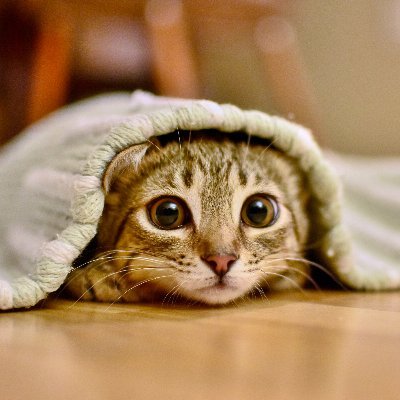 Adopted Tabby, Animal Advocate + Muse of Cat Parent Academy 😺
Parent circle for cats, anyone? 🙋🏻♀️
#junipurrstudio #animalrescue