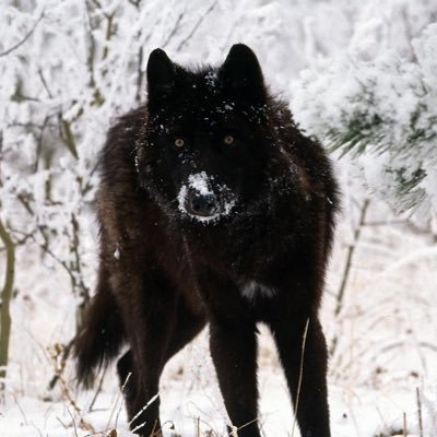 AlfaCEOorg's profile picture. Organizació d’empreses ADE URV Alumnes: Berta Riquelme, Francesc Avila, Andrea Gónzalez #Comporg20