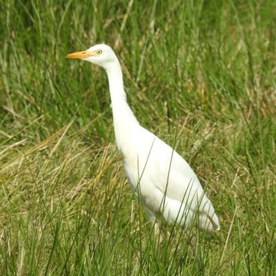 Member of Carmarthenshire Bird Club