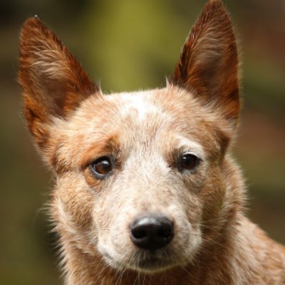 BarryHeeler's profile picture. A regular heeler