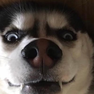 #Author of #horror and Thrillers. Father to four legged children and lover of all things weird.