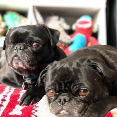 A couple pugs from MA, we love snacks, naps and snuggling IG: vader_bella