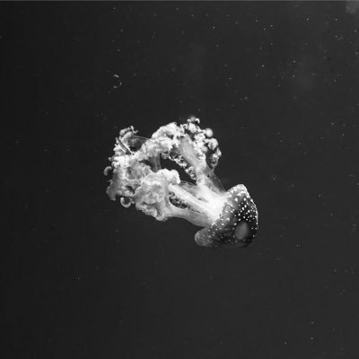 weetzler's profile picture. Antifaschist.