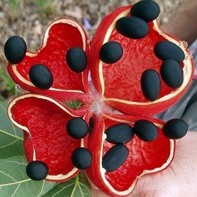 free thinker tweets about what can be done rather then what is wrong. like permaculture,free energy, drugs legalization... and a bit of humor.