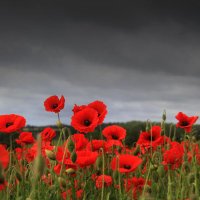 Louise Phillips (@flubie) 's Twitter Profile