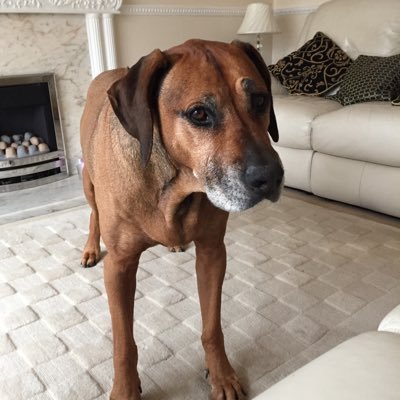 hi there, I’m Alfie a spoiled Rhodesian Ridgeback, I’m 11 years old. Enjoying life looking after my mummy